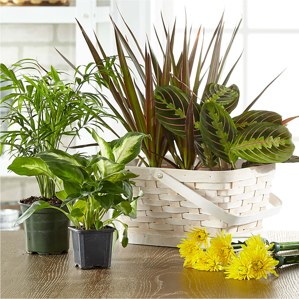 Florist Designed Blooming and Green Plants in a Basket – LA DEANNE'S FLORIST, Cuthbert GA
