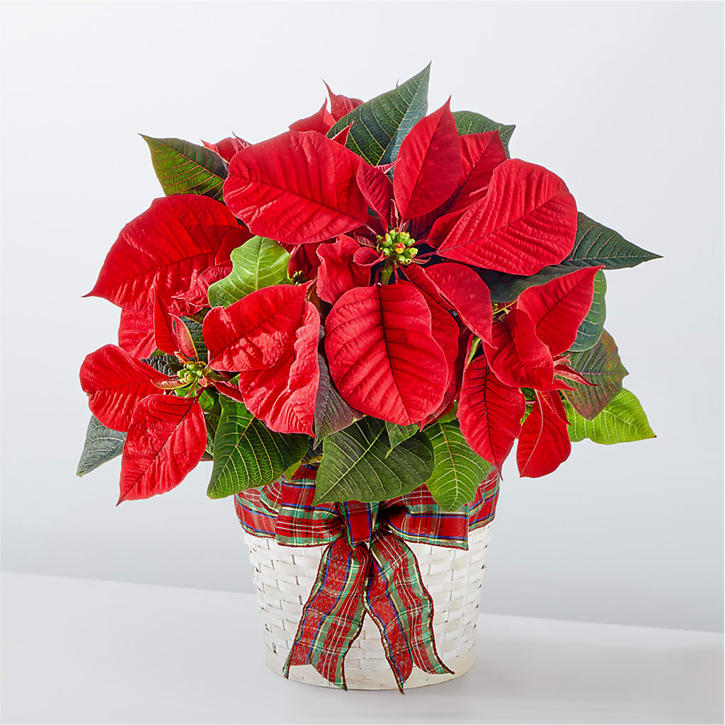 Happiest Holidays Poinsettia – LA DEANNE'S FLORIST, Cuthbert GA