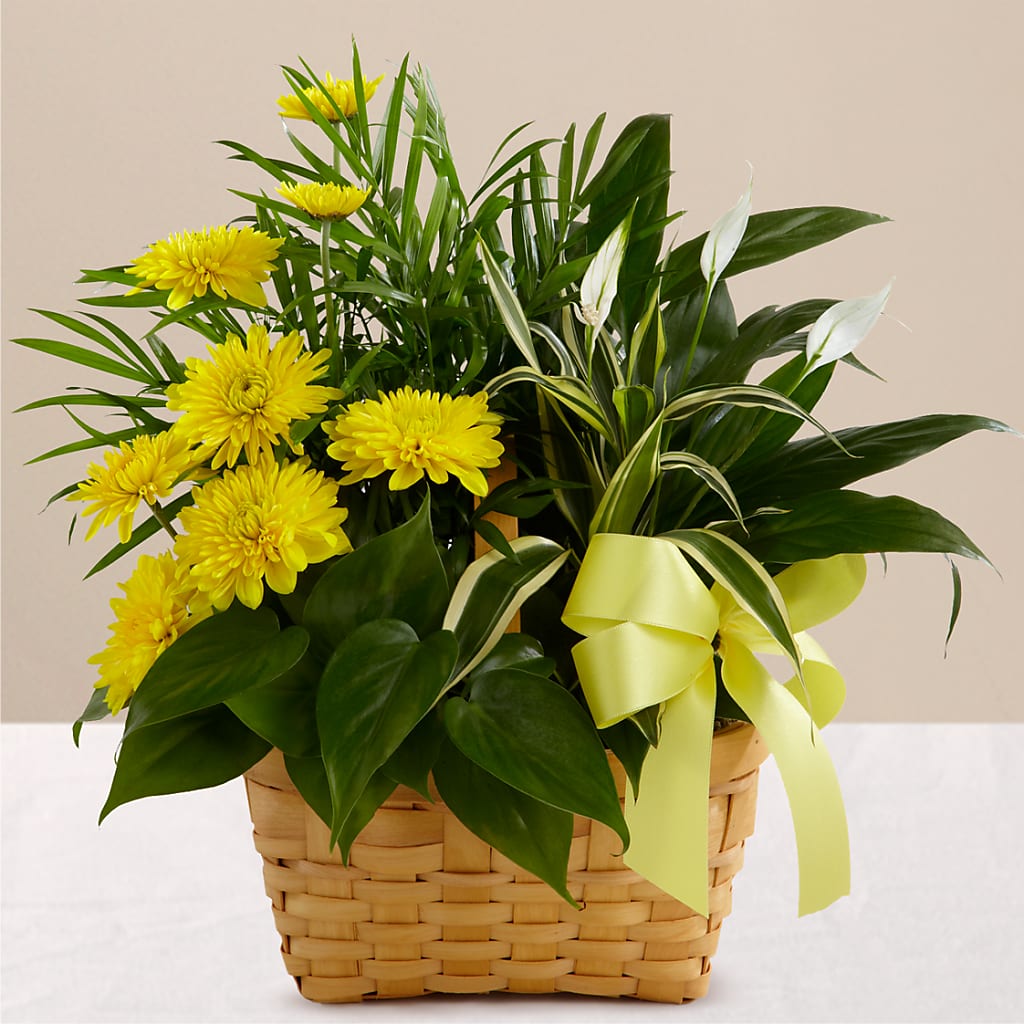 Loving Light Dishgarden – LA DEANNE'S FLORIST, Cuthbert GA