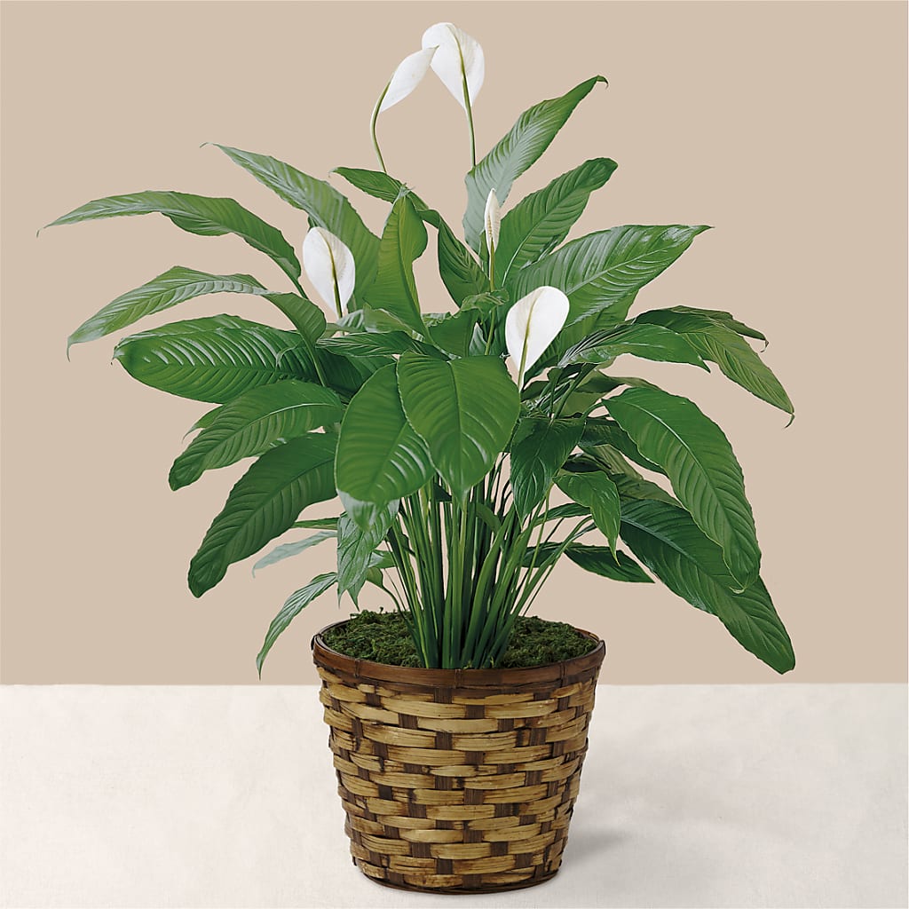 Tranquil Moments Peace Lily Plant – LA DEANNE'S FLORIST, Cuthbert GA