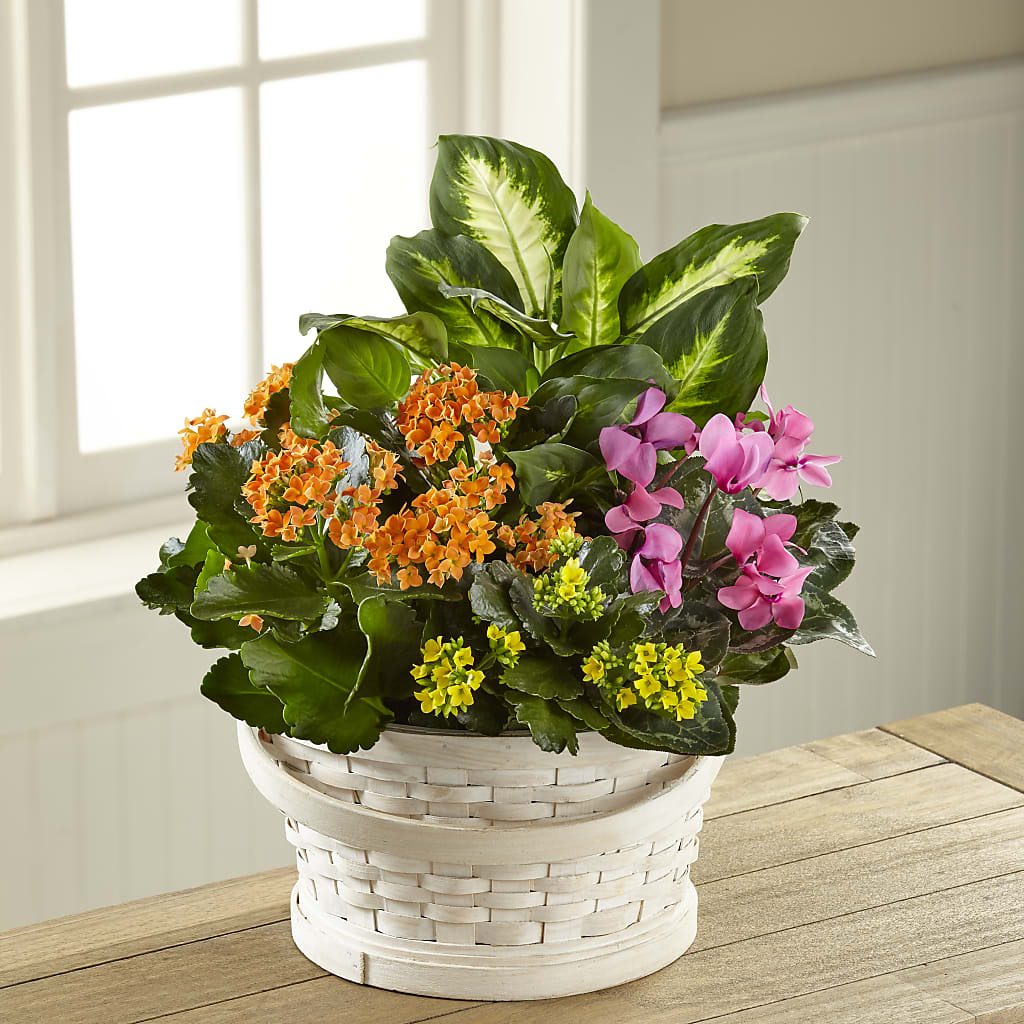 Color Crush Dishgarden – LA DEANNE'S FLORIST, Cuthbert GA