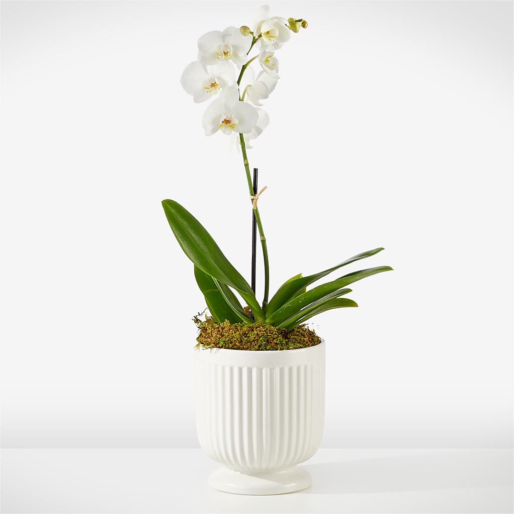 Whispering White Orchid – LA DEANNE'S FLORIST, Cuthbert GA