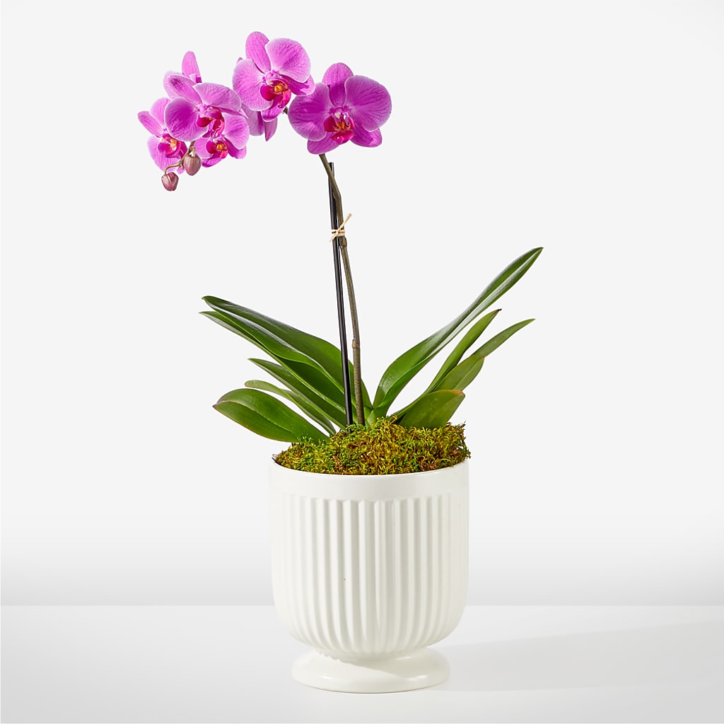 Friendly Fuchsia Orchid – LA DEANNE'S FLORIST, Cuthbert GA