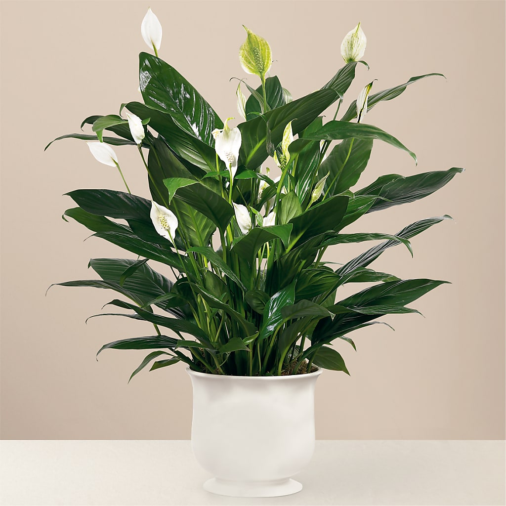 Comfort Planter – LA DEANNE'S FLORIST, Cuthbert GA