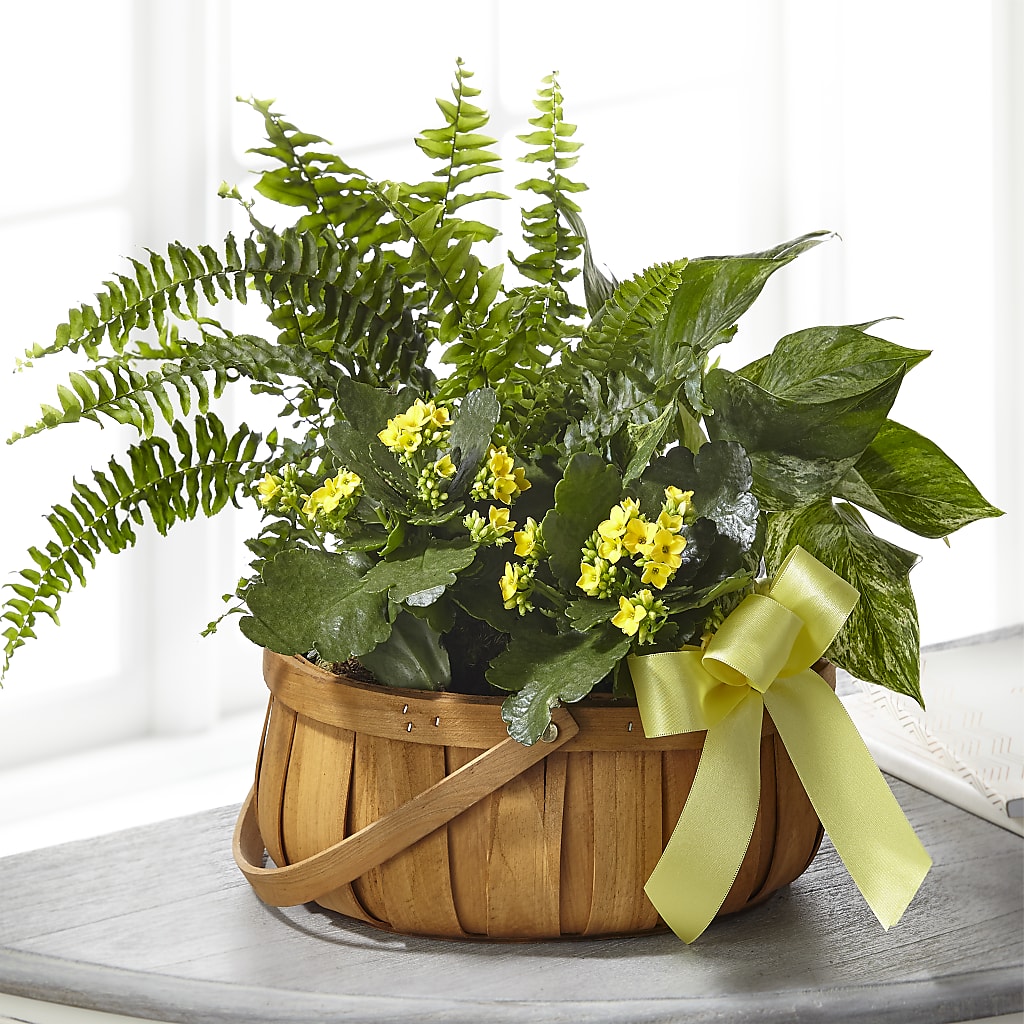 Always Dear Dishgarden – LA DEANNE'S FLORIST, Cuthbert GA