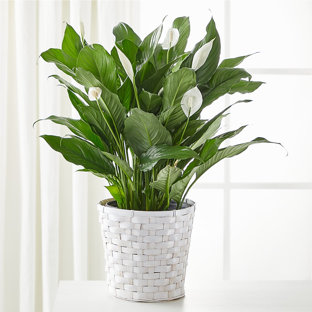 A New Leaf Peace Lily – LA DEANNE'S FLORIST, Cuthbert GA
