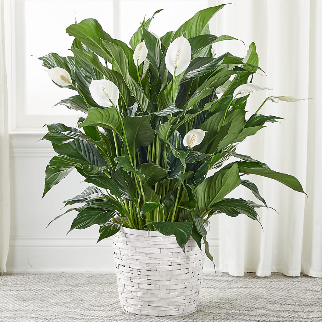 A New Leaf Peace Lily – LA DEANNE'S FLORIST, Cuthbert GA