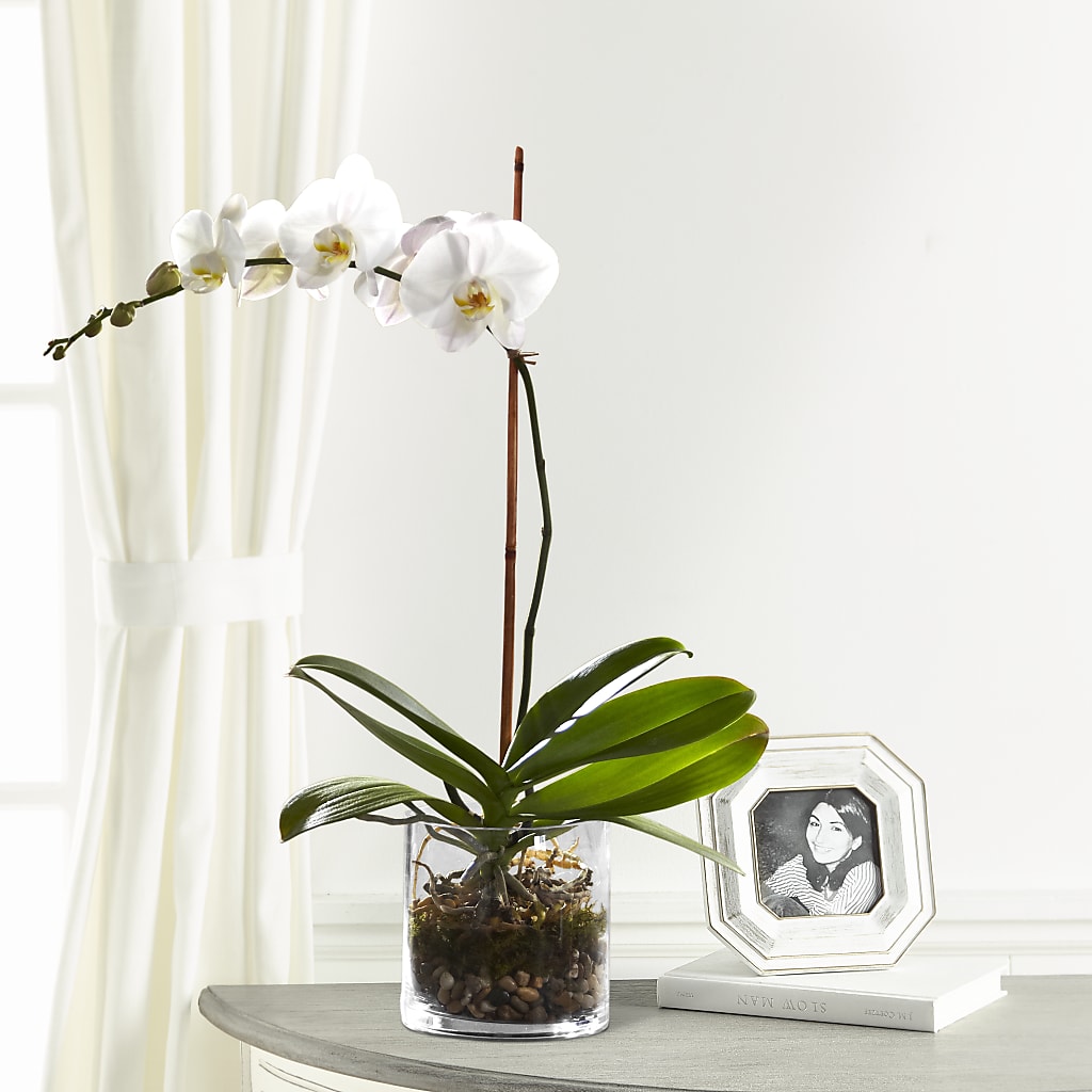 White Orchid Planter – LA DEANNE'S FLORIST, Cuthbert GA