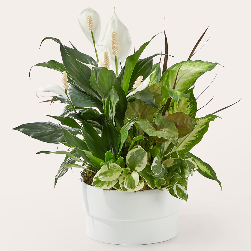 Radiating Positivity Dishgarden – LA DEANNE'S FLORIST, Cuthbert GA