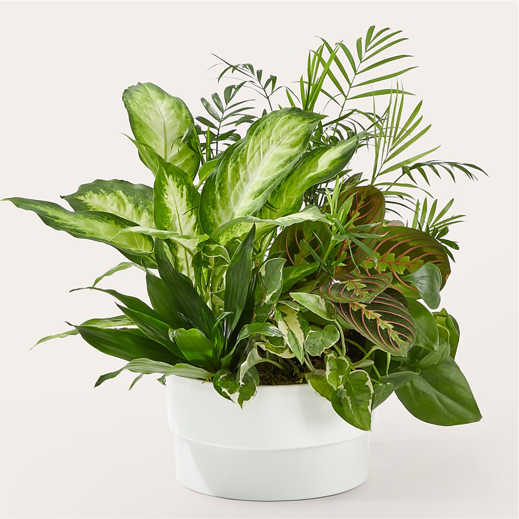 Radiating Positivity Dishgarden – LA DEANNE'S FLORIST, Cuthbert GA