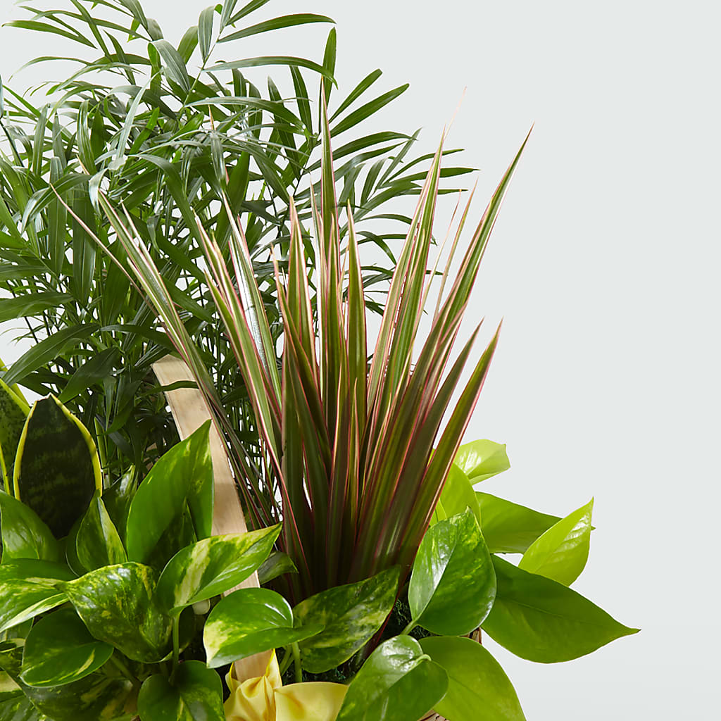 French Garden – LA DEANNE'S FLORIST, Cuthbert GA
