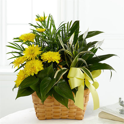 Loving Light Dishgarden – LA DEANNE'S FLORIST, Cuthbert GA