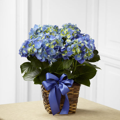 Blue Hydrangea Planter – LA DEANNE'S FLORIST, Cuthbert GA