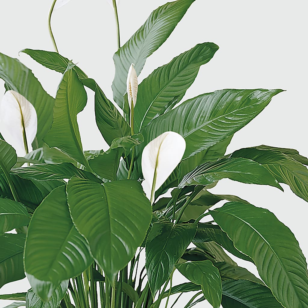 Tranquil Moments Peace Lily Plant – LA DEANNE'S FLORIST, Cuthbert GA