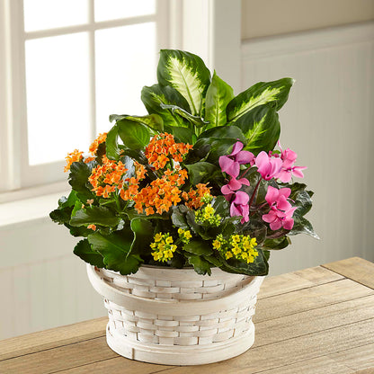Color Crush Dishgarden – LA DEANNE'S FLORIST, Cuthbert GA