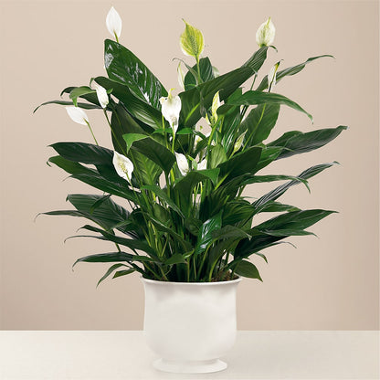 Comfort Planter – LA DEANNE'S FLORIST, Cuthbert GA