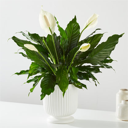 Comfort Planter – LA DEANNE'S FLORIST, Cuthbert GA