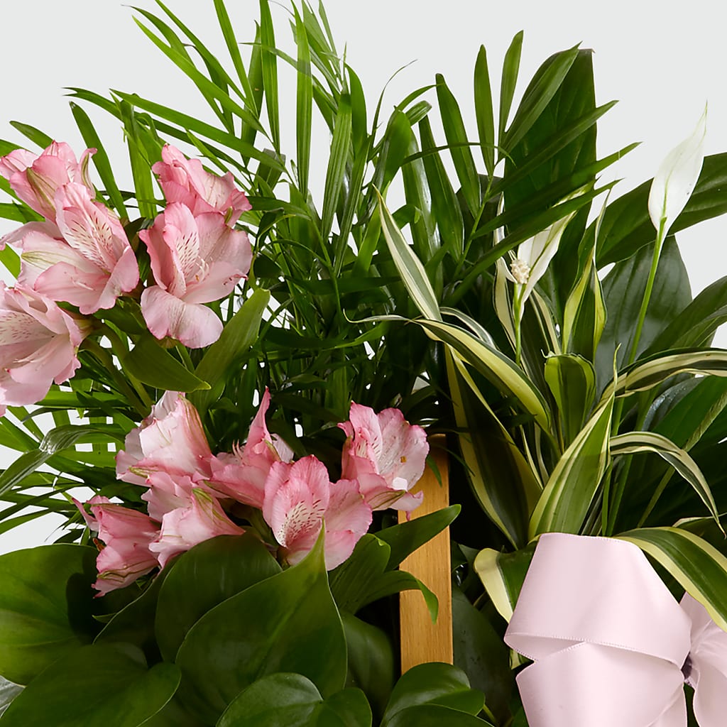Living Spirit Dishgarden – LA DEANNE'S FLORIST, Cuthbert GA