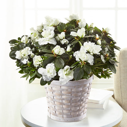 White Azalea Plant – LA DEANNE'S FLORIST, Cuthbert GA