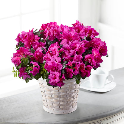 Hope & Serenity Azalea Plant – LA DEANNE'S FLORIST, Cuthbert GA