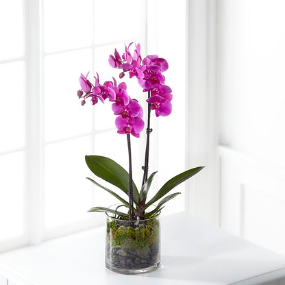 Pink Orchid Plant – LA DEANNE'S FLORIST, Cuthbert GA