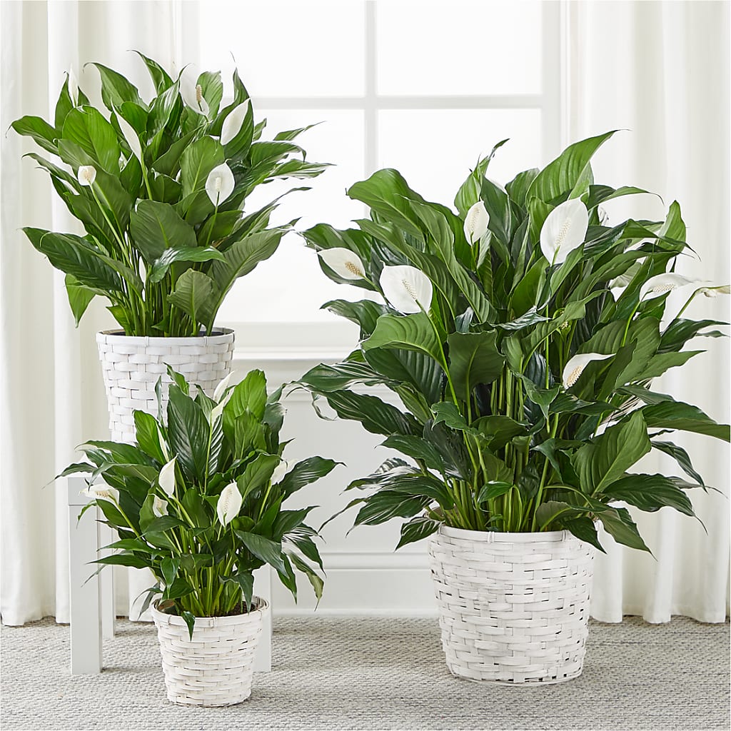 A New Leaf Peace Lily – LA DEANNE'S FLORIST, Cuthbert GA