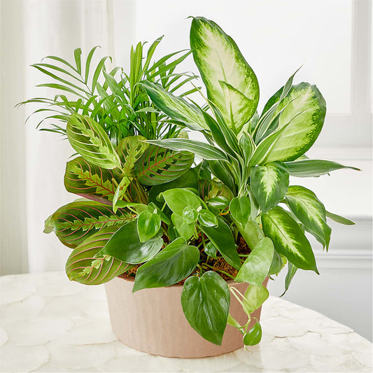 Balance & Harmony Dishgarden – LA DEANNE'S FLORIST, Cuthbert GA