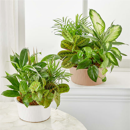Balance & Harmony Dishgarden – LA DEANNE'S FLORIST, Cuthbert GA