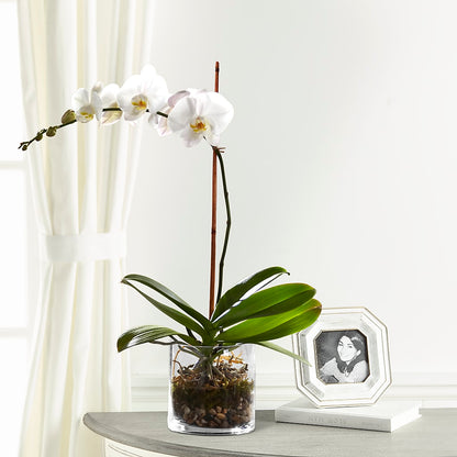 White Orchid Planter – LA DEANNE'S FLORIST, Cuthbert GA
